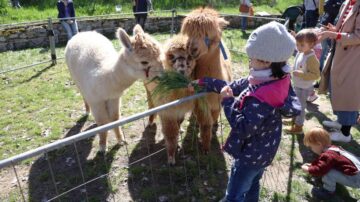 Gyerekek alpakákat etetnek egy állatsimogatóban kirándulás közben