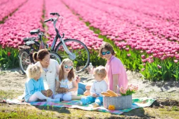 Tulipánszüret Magyarországon családi piknikkel és gyerekekkel a tulipánmezőn